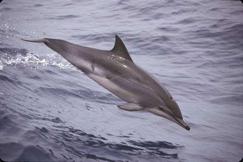 Study Discovers Natural Hybridization Produced Dolphin Species