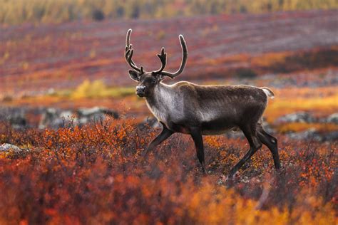 Animal Facts: Caribou | Canadian Geographic