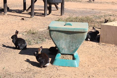 2 000 Benoni Bunny Park rabbits to become zoo food | The Citizen