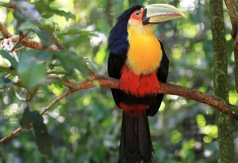 Beautiful Creatures - 10 Rare Toucan Species