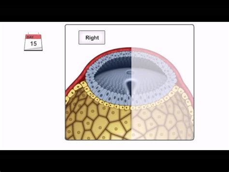 Human Gastrulation Animation