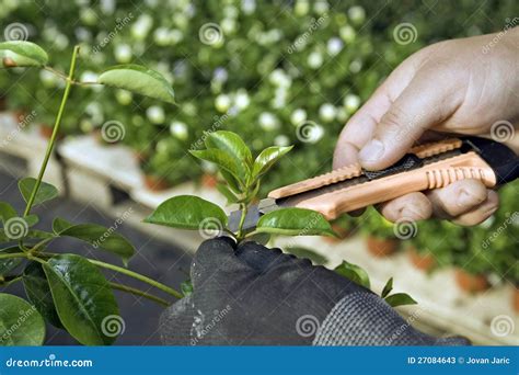 Cutting plant stock image. Image of hands, seed, nature - 27084643