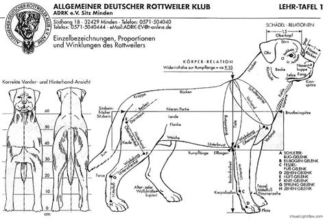 Guide to Rottweiler Breeding — Health, Best Practices and Future