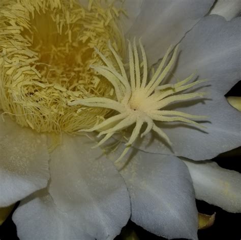 George's White Dragon Fruit Flower stigma - Spicy Exotics