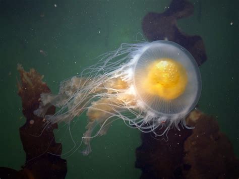 Species spotlight: Egg Yolk Jellies – Gelatinous Sting