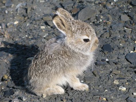 Mountain Hare | Coniferous Forest