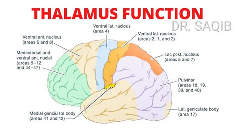 Brain Thalamus Function