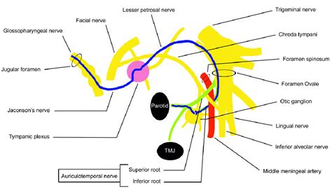 Figure 2 from The Auriculotemporal Nerve- where is it, what does it do ...