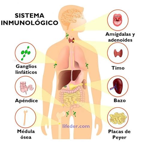 SISTEMA INMUNOLÓGICO