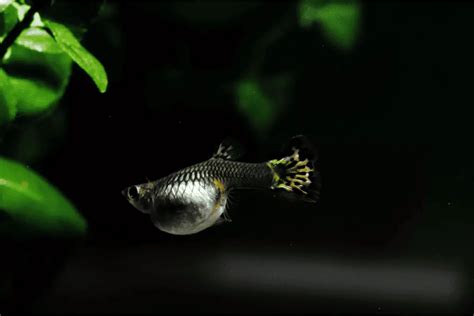 How To Tell If A Guppy Is Pregnant? (Signs & Behavior) – Pet Fish Online