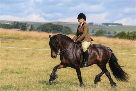 British breeds: Dales | Pony Magazine