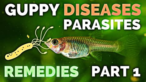 Gupp Fish Care – Guppy Diseases, Parasites and Remedies – Part 1 – HousePetsCare.com