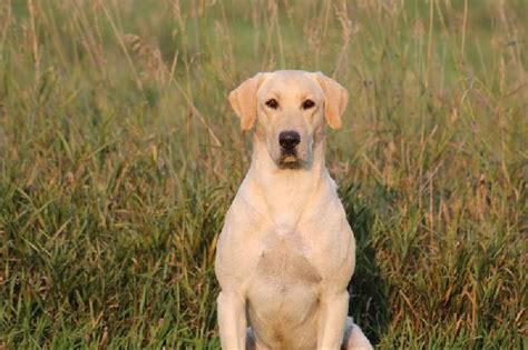 ALL YELLOW POINTING LAB PUPPIES