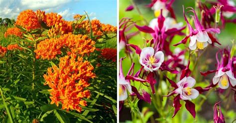 "Perennial Beauties: Discovering 18 Indigenous Flowers of North America"