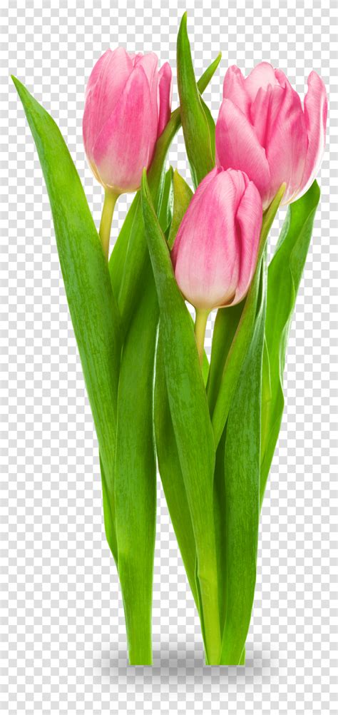 Download Free Tulips Tulip Flower Purple, Plant, Blossom, Gladiolus, Amaryllis Transparent Png ...
