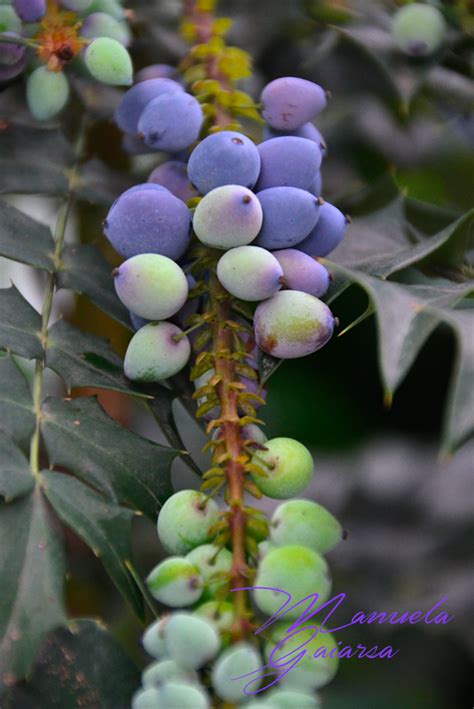 Mahonia berries | Garden patio furniture, Backyard design, Garden