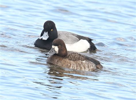 Lesser Scaup male and female | Eric Curtis Reuter | Flickr