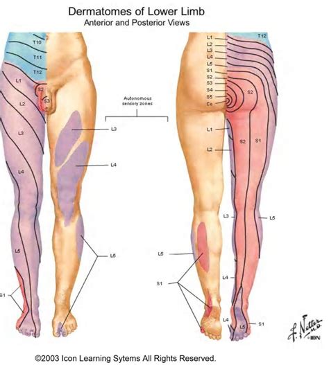 Dermatome Chart Posterior Leg - Dermatomes Chart and Map