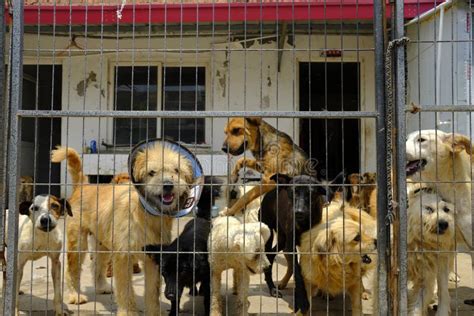 Shanghai Stray Dog Rescue Station Stock Photo - Image of folk, rescue ...