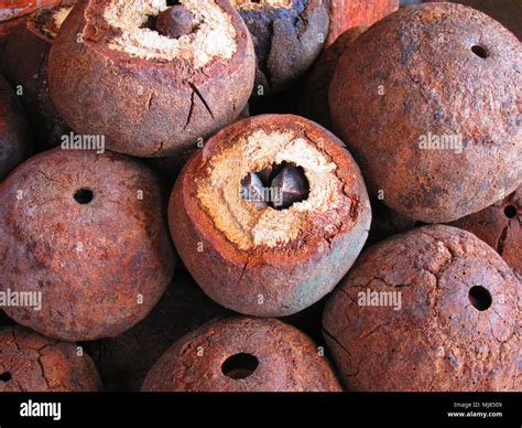 Pile of Brazil nut fruits Stock Photo - Alamy