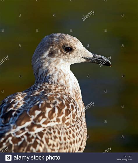 Immature herring gull hi-res stock photography and images - Alamy