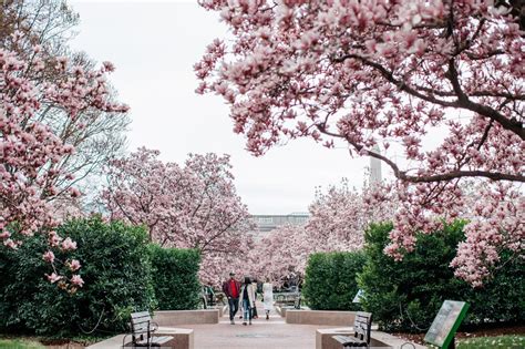 7 Best Locations for DC Cherry Blossom Photos - Natasha Lamalle Photography