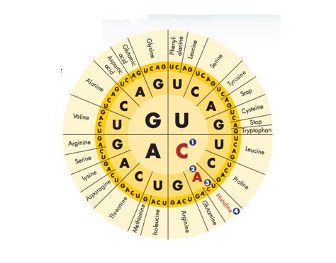 Codon Wheel Practice Quiz