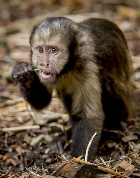 Teddy the Capuchin Monkey - Dudley Zoo and Castle