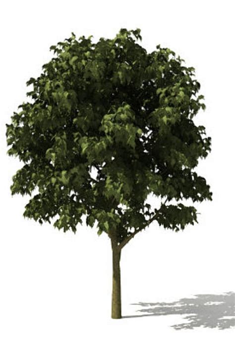 Tree Free 3D Model - .3ds .sldprt - Free3D