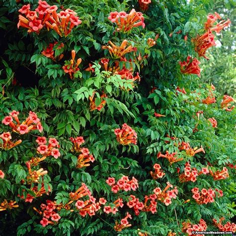 Trumpet Vine (Campsis radicans) — Center for the Study of the Built Environment