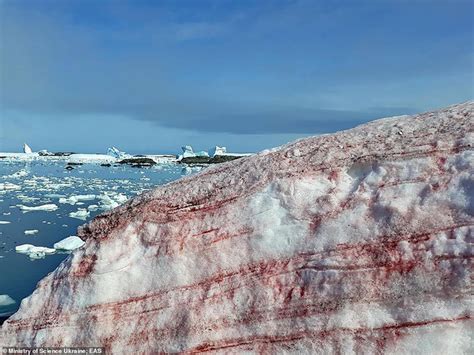 Decode the phenomenon of blood-covered red snow surrounding research ...