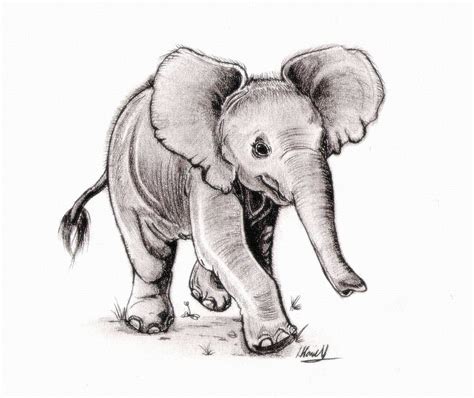 Pencil Drawings Of Baby Elephants - pencildrawing2019