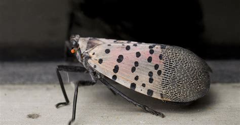 Penn State Extension to host public meeting on spotted lanternfly - CBS ...