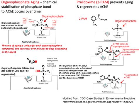 cholinesterase_regenerator [TUSOM | Pharmwiki]