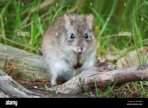 The endangered Long-nosed Potoroo in a coastal habitat Stock Photo - Alamy