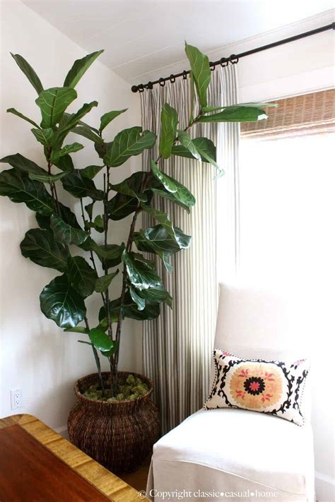 Six Easy Care Indoor Plant Ideas - Classic Casual Home