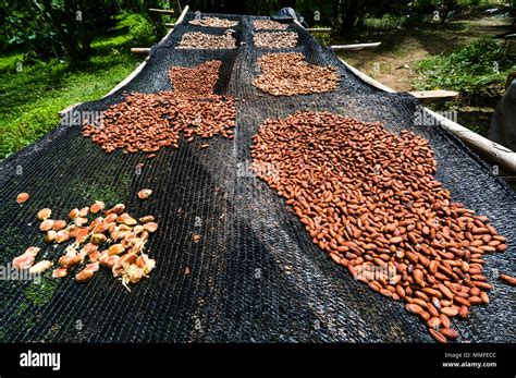 Seeds from the Cacao tree are spread out to dry in the Amazon rainforest Stock Photo - Alamy