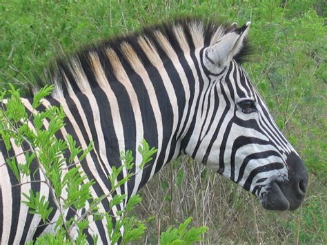 Why Do Zebras Have Stripes? | amomentofscience - Indiana Public Media