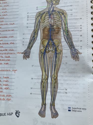 BIOL 240B Lab Quiz: Blood Vessel Anatomy (Veins) Flashcards | Quizlet