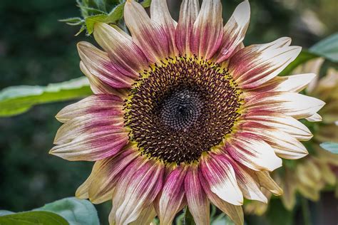 SUNSHINE IN THE GARDEN: 13 SUNFLOWER VARIETIES TO BRIGHTEN UP THE GARDEN