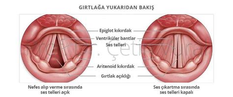 Larenks Kanseri – Gırtlak Kanseri - Prof. Dr. Çetin Vural