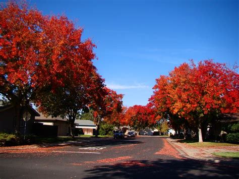 Geotripper: A Show of Fall Color...in California?