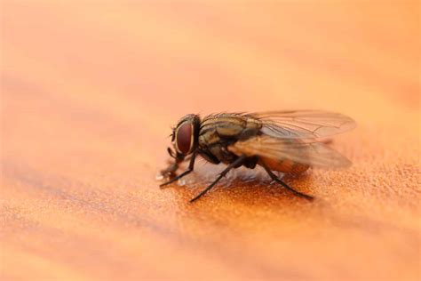 Identifying Biting Flies - Cascade Pest Control