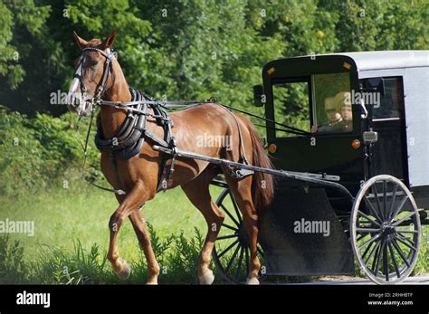 An Amish family ride a horse-drawn buggy on a modern road near ...