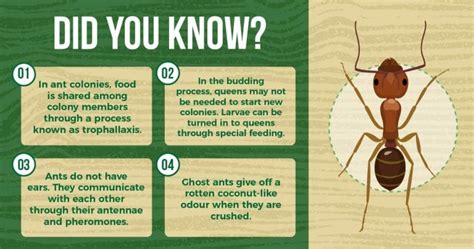 The Ultimate Guide to Ant Prevention in Singapore