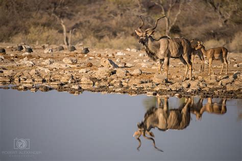 Exploring Namibia - Etosha National Park - Photography Life