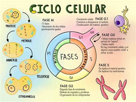 Fases del ciclo celular - TU GUÍA DE APRENDIZAJE