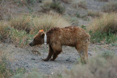 The Gobi Bear – A Rare and Threatened Creature