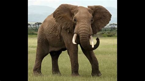 African Elephant Trumpet 🐘 🔊 - YouTube