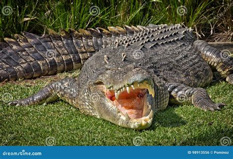 Ferocious Saltwater Crocodile Stock Photo - Image of apex, teeth: 98913556